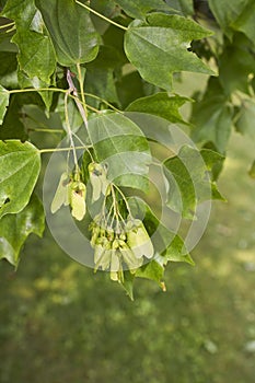 Acer buergerianum close up