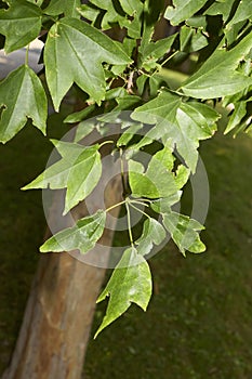 Acer buergerianum close up