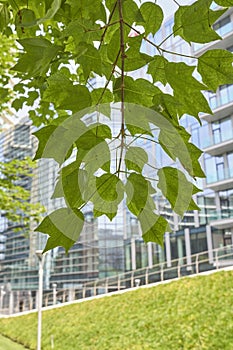 Acer buergerianum close up