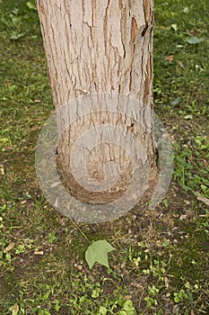 Acer buergerianum close up