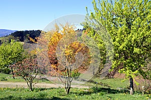 Acer buergerianum right and Acer palmatum `Katsura` middle in a park