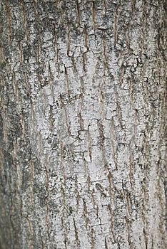 Acer campestre bark photo