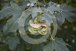 Acer campestre branch with samara