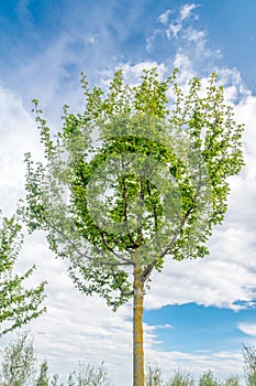 Acer campestre, known as the field maple