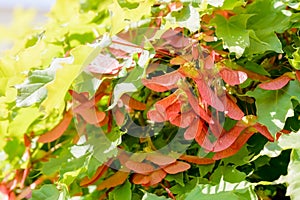 Acer Circinatum Samara