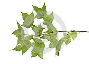 Acer foliage, Green maple leaves, isolated on white background with clipping path