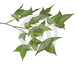 Acer foliage, Green maple leaves, isolated on white background with clipping path