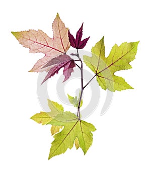 Acer foliage, Green maple leaves, isolated on white background with clipping path