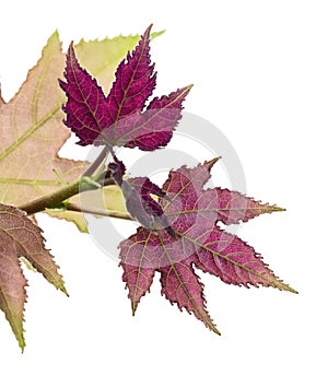 Acer foliage, Green maple leaves, isolated on white background with clipping path