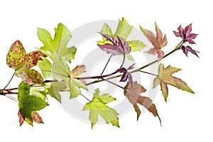 Acer foliage, Green maple leaves, isolated on white background with clipping path