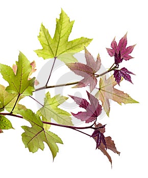 Acer foliage, Green maple leaves, isolated on white background with clipping path