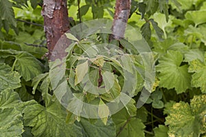 Acer griseum close up