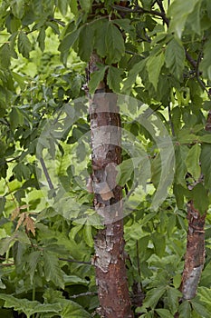 Acer griseum close up