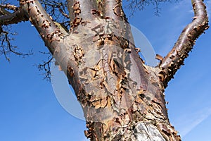 Acer griseum Paperbark Maple