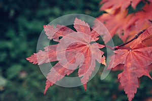 Acer japonicum leaves at autumn