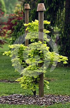 Acer japonicum young plant