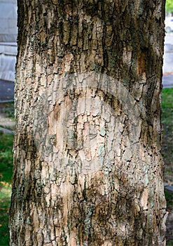 Acer negundo - Box elder