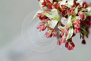 Acer negundo, Box elder, boxelder, ash-leaved and maple ash, Manitoba, elf, ashleaf maple male inflorescences and flowers on