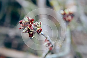 Acer negundo Box elder, boxelder maple, ash-leaved maple flower blooming in early spring