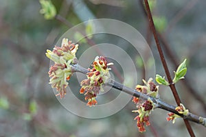 Acer negundo, box elder flowers macro