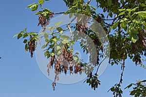 Acer negundo branch close up