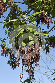 Acer negundo branch close up