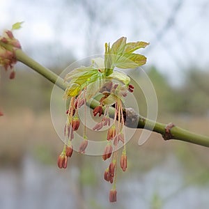 Acer negundo flower