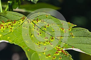 Acer opalus subsp granatensis parasitized leaf with gills of intense red color from Aceria cf macrorhyncha natural light