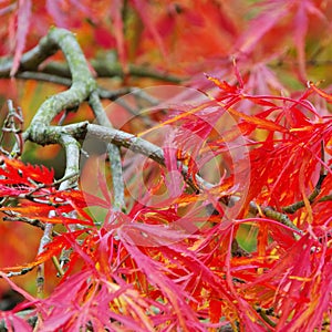 Acer palmatum