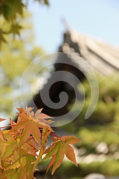 Acer palmatum