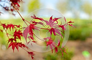 Acer palmatum `Beni-maico` branches. Close up.