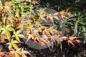 Acer Palmatum `Beni Tsukasa` photo