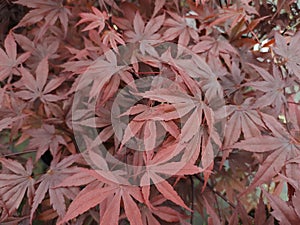 Acer palmatum 'Bloodgood'