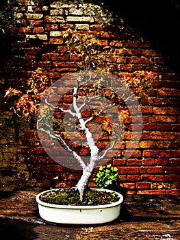 Acer palmatum bonsai