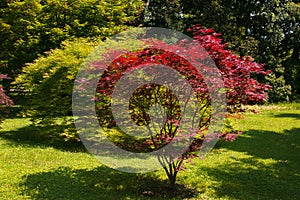 Acer palmatum, commonly known as palmate maple in the garden