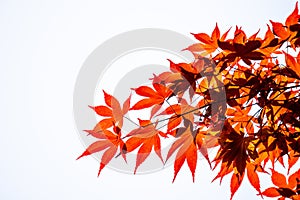 Acer palmatum, commonly known as palmate maple on white background