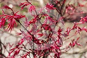 Acer palmatum Deshojo