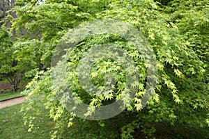 Acer palmatum photo