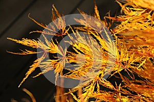 Acer palmatum dissectum in autumn