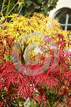 Acer palmatum dissectum in autumn