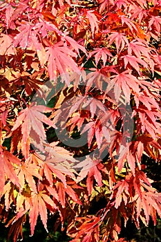 Acer palmatum ( Japanese maple)