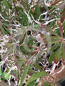 Acer palmatum or Japanese Maple Plant Photo