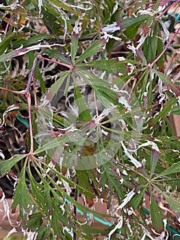 Acer palmatum or Japanese Maple Plant Photo