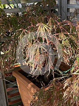 Acer palmatum or Japanese Maple Plant Photo