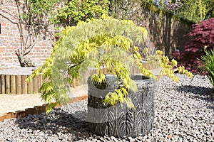 Acer palmatum or Japanese maple shrub growing in a container in