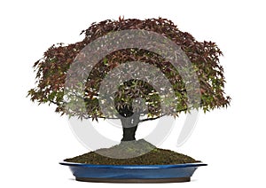 Acer palmatum Kiyohime bonsai tree, isolated