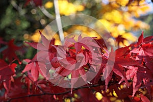 Acer palmatum `Osakazuki` Japanese Maple in Autumn with beech leaves behind.