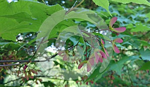 Acer palmatum - Palmate maple