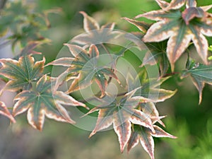 Acer palmatum, palmate maple or Japanese maple