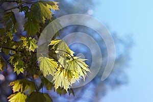 Acer palmatum palmate maple, japanese maple,